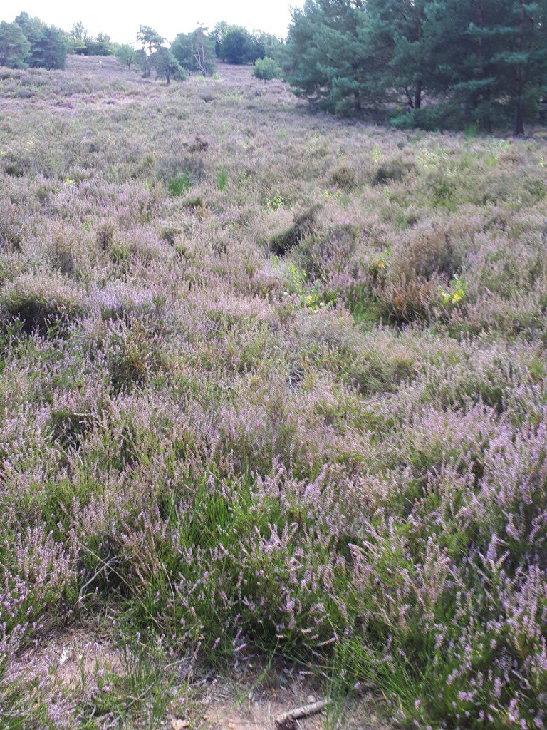Du betrachtest gerade 30.08.2026, So., Wanderung zur Mehlinger Heide mit Einkehr in der Dampfnudelhütte